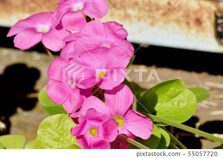 Pink Oxalis blooming in Mitaka Nakahara (Hanakatabami) 55057720