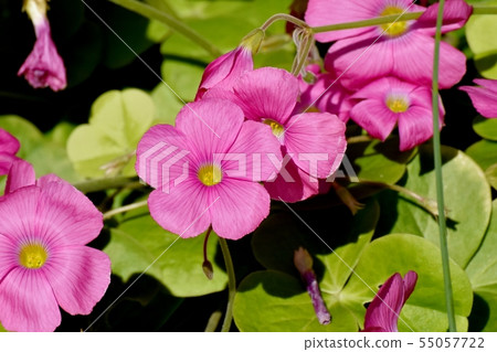 粉紅色的Oxalis盛開在三鷹中原（Hanakatabami） 55057722