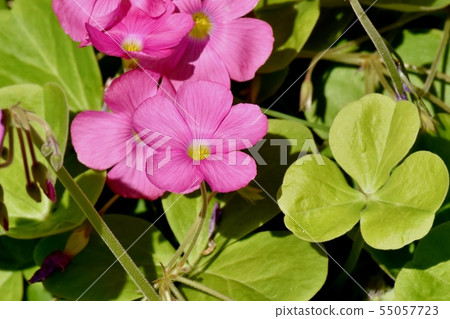 Pink Oxalis blooming in Mitaka Nakahara (Hanakatabami) 55057723