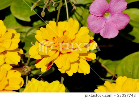 Yellow and brown marigold blooming in Mikasa Nakahara 55057748