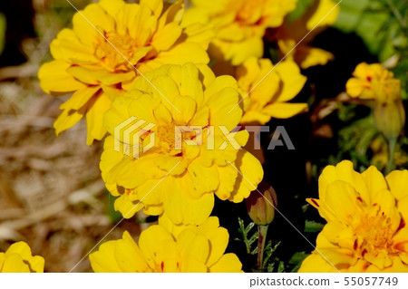 Yellow marigold blooming in Mitaka Nakahara 55057749
