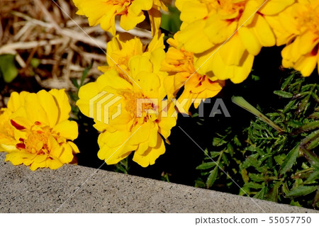 Yellow marigold blooming in Mitaka Nakahara 55057750