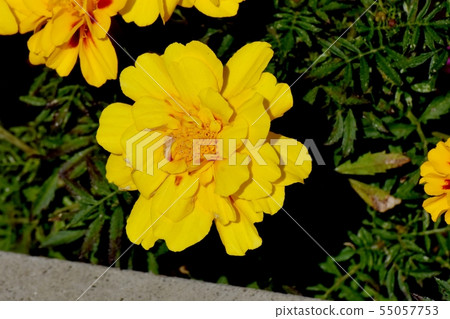Yellow marigold blooming in Mitaka Nakahara 55057753