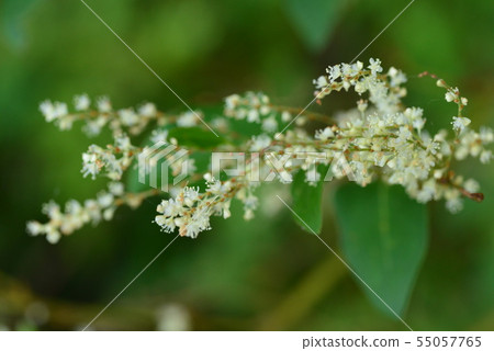 Amami Oshima plant Amami Oshima plant 55057765