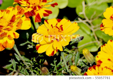 開花在Mikasa Nakahara的黃色和棕色萬壽菊 55057781