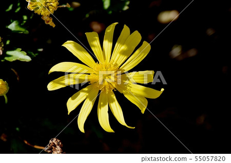 Yellow margaret cosmos blooming in Mitaka Nakahara Yellow margaret cosmos blooming in Mitaka Nakahara 55057820