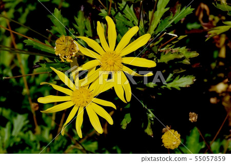Yellow margaret cosmos blooming in Mitaka Nakahara 55057859