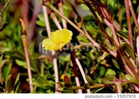 開花在三鷹中原的黃色Hanasberihyu（Portulaca） 55057978