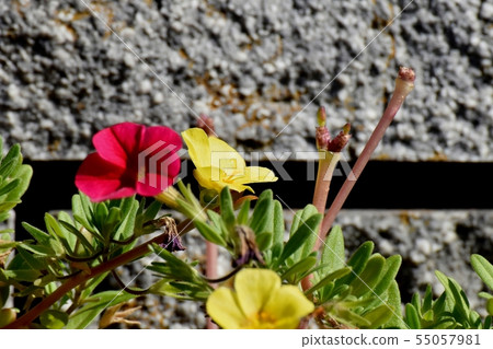 開花在三鷹中原的黃色Hanasberihyu（Portulaca） 55057981