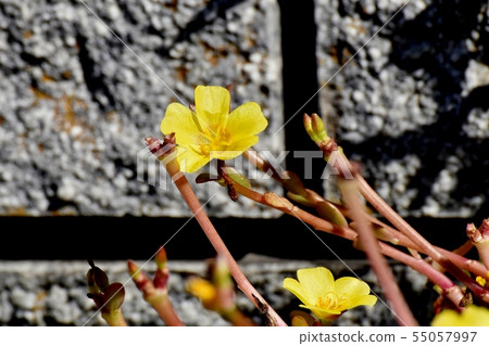 開花在三鷹中原的黃色Hanasberihyu(Portulaca) 開花在三鷹中原的黃色Hanasberihyu(Portulaca) 55057997