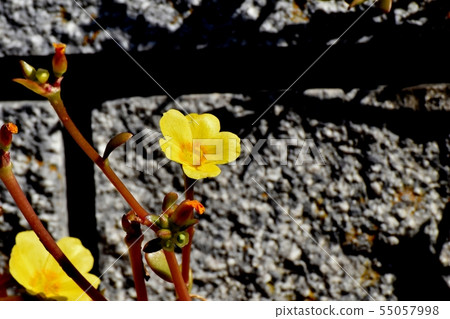開花在三鷹中原的黃色Hanasberihyu(Portulaca) 開花在三鷹中原的黃色Hanasberihyu(Portulaca) 55057998