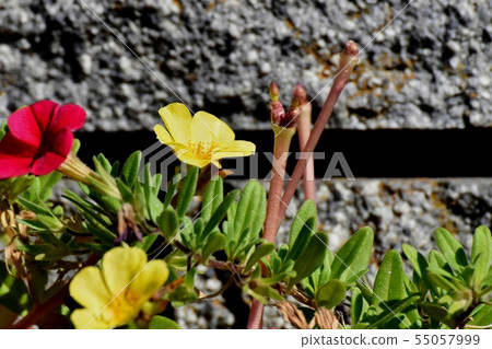 開花在三鷹中原的黃色Hanasberihyu(Portulaca) 開花在三鷹中原的黃色Hanasberihyu(Portulaca) 55057999