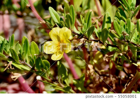 開花在三鷹中原的黃色Hanasberihyu(Portulaca) 開花在三鷹中原的黃色Hanasberihyu(Portulaca) 55058001
