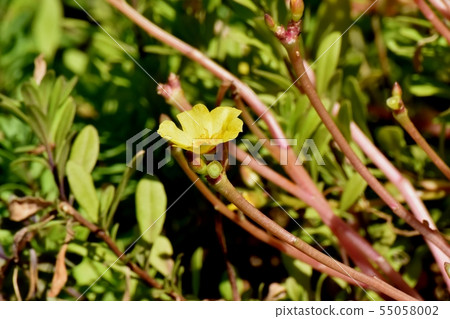 開花在三鷹中原的黃色Hanasberihyu（Portulaca） 55058002