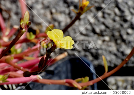 開花在三鷹中原的黃色Hanasberihyu(Portulaca) 開花在三鷹中原的黃色Hanasberihyu(Portulaca) 55058003