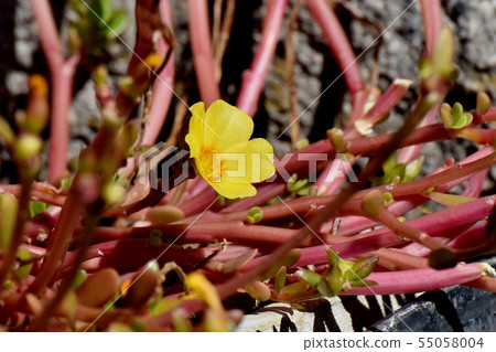 開花在三鷹中原的黃色Hanasberihyu(Portulaca) 開花在三鷹中原的黃色Hanasberihyu(Portulaca) 55058004