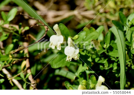 White salvia microfilla blooming in Mitaka Nakahara 55058044