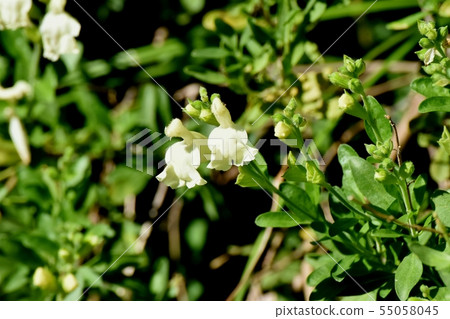 White salvia microfilla blooming in Mitaka Nakahara 55058045