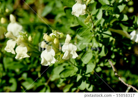 開花在三鷹中原的白色salvia microfilla 55058317