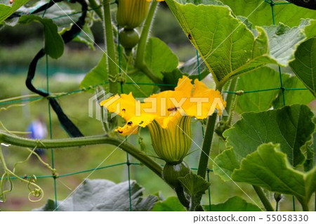 Early summer, summer vegetable cultivation scenery Early summer, summer vegetable cultivation scenery 55058330