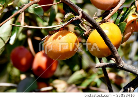 An oyster that will be Mitaka Nakahara 55058416