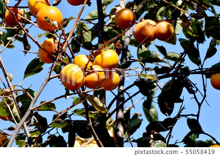 將成為三鷹中原的牡蠣 55058419