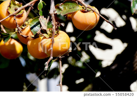 An oyster that will be Mitaka Nakahara 55058420