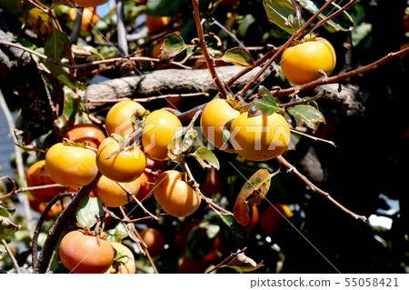 將成為三鷹中原的牡蠣 將成為三鷹中原的牡蠣 55058421