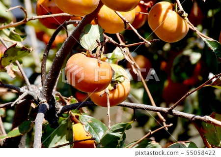 An oyster that will be Mitaka Nakahara 55058422