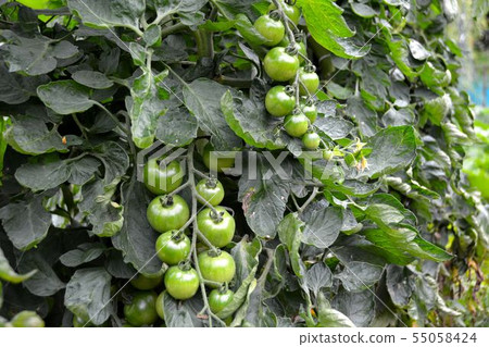 Early summer, summer vegetable cultivation scenery Early summer, summer vegetable cultivation scenery 55058424