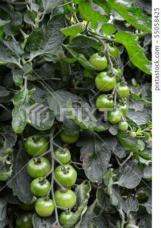 Early summer, summer vegetable cultivation scenery Early summer, summer vegetable cultivation scenery 55058425