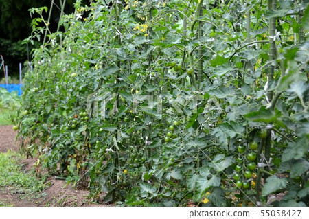 初夏,夏季蔬菜種植風光 初夏,夏季蔬菜種植風光 55058427