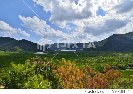 Nature of Amami Oshima Nature of Amami Oshima 55058465
