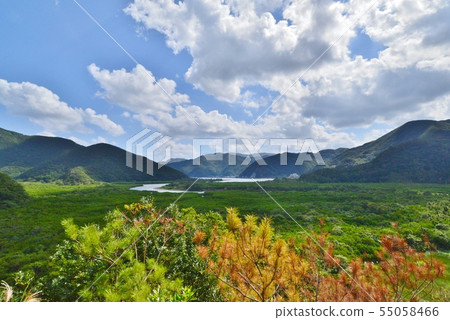 Nature of Amami Oshima 55058466
