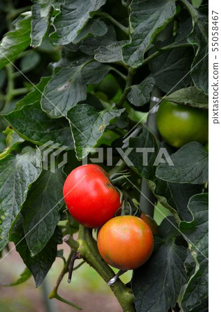 Early summer, summer vegetable cultivation scenery Early summer, summer vegetable cultivation scenery 55058467