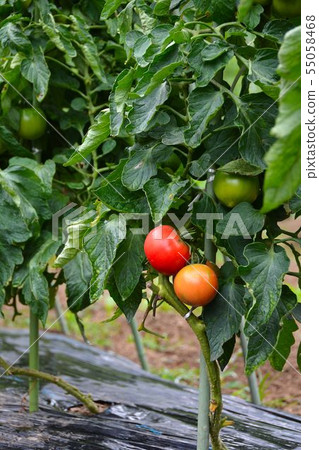Early summer, summer vegetable cultivation scenery Early summer, summer vegetable cultivation scenery 55058468