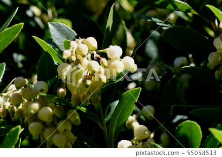 White flowered strawberry flowers blooming in Mitaka Nakahara White flowered strawberry flowers blooming in Mitaka Nakahara 55058513