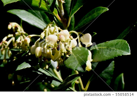 開花在三鷹中原的白色開花的草莓花 開花在三鷹中原的白色開花的草莓花 55058514