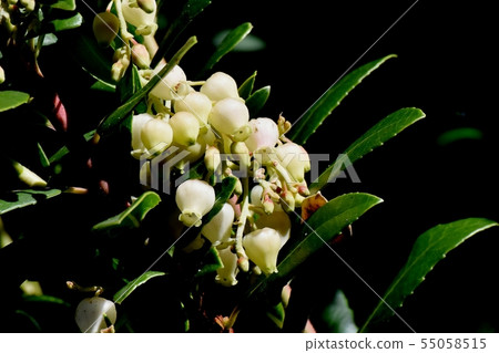 White flowered strawberry flowers blooming in Mitaka Nakahara 55058515