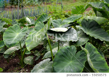 Early summer, summer vegetable cultivation scenery Early summer, summer vegetable cultivation scenery 55058573