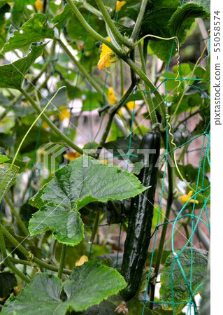 Early summer, summer vegetable cultivation scenery Early summer, summer vegetable cultivation scenery 55058574
