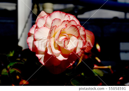 Red and pink begonia blooming in the botanical garden of Chofu city 55058591