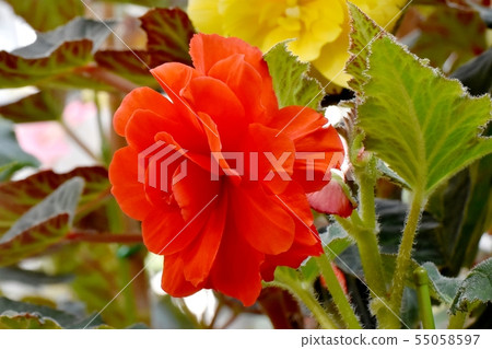 開花在調布植物園裡的紅色秋海棠 開花在調布植物園裡的紅色秋海棠 55058597