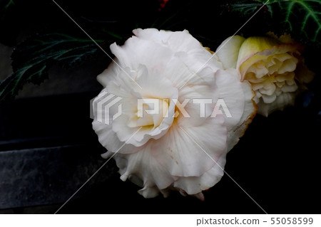 開花在調布市植物園裡的淺粉紅色的秋海棠 開花在調布市植物園裡的淺粉紅色的秋海棠 55058599