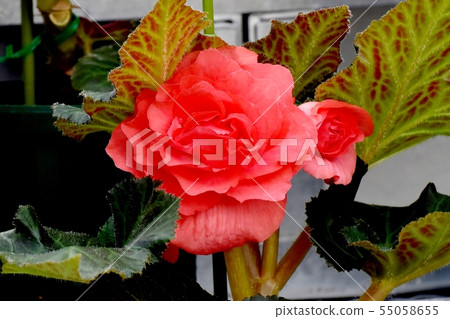 開花在調布市植物園的紅色秋海棠 開花在調布市植物園的紅色秋海棠 55058655