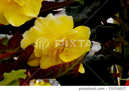 開花在調布市植物園裡的黃色秋海棠 55058657