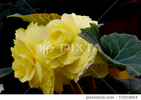 開花在調布市植物園裡的黃色秋海棠 55058664