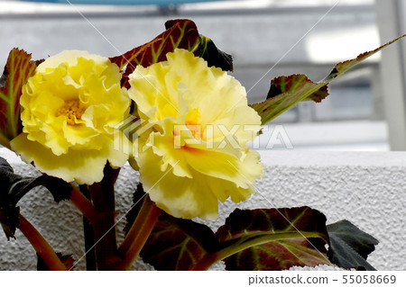 開花在調布市植物園裡的黃色秋海棠 55058669