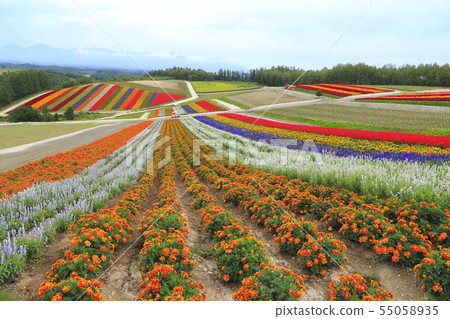 北海道上川郡Shikisai-no-oka 北海道上川郡Shikisai-no-oka 55058935