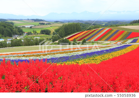 Shikisai-no-oka, Kamikawa-gun, Hokkaido Shikisai-no-oka, Kamikawa-gun, Hokkaido 55058936